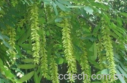 枫杨树根的药用功效-0