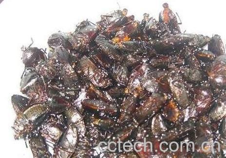 打屁虫的营养价值-1