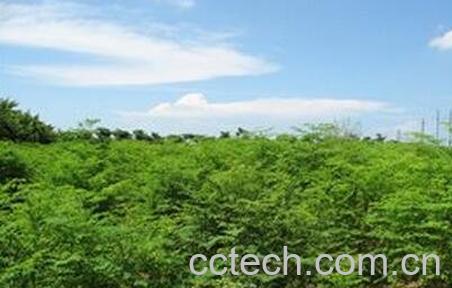 八木树的药用价值-0