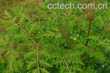 八木树的药用价值-1