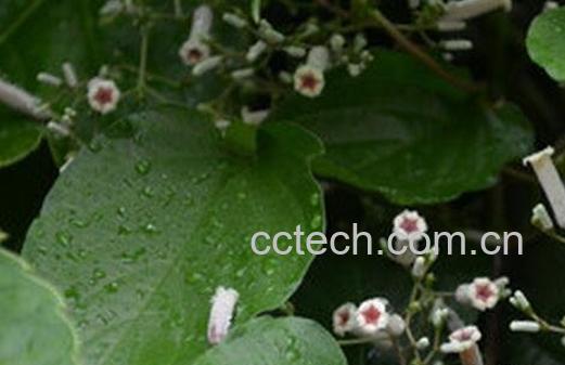 六方藤的副作用和使用禁忌-1