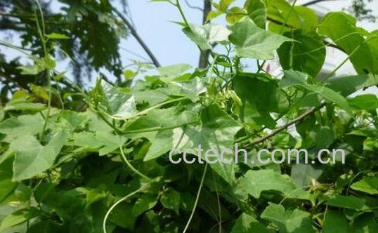 六方藤的副作用和使用禁忌-0