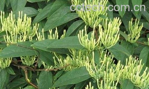 西银花的药用功效-1