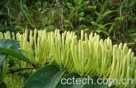 西银花的药用功效-0