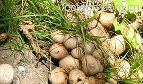 马勃配黄连的中药作用-1