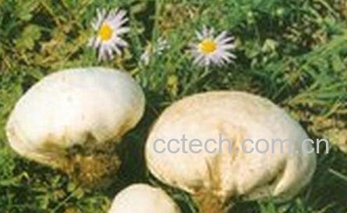 马勃配黄连的中药作用-0