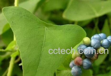 扛板归的毒副作用-1