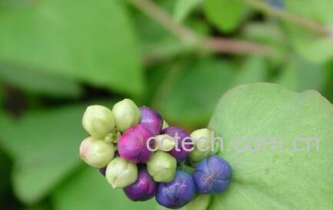 扛板归的毒副作用-0