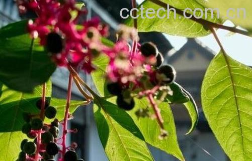 商陆子的功效与作用-0