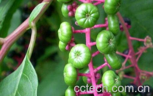 商陆子的功效与作用-1