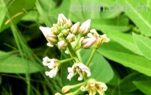 华萝可以食用吗 华萝怎么吃-0