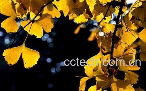 银杏树根皮的功效与作用-0