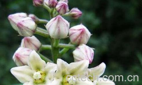 华萝可以食用吗 华萝怎么吃-1