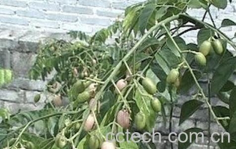 野生山黄皮的功效与作用-0