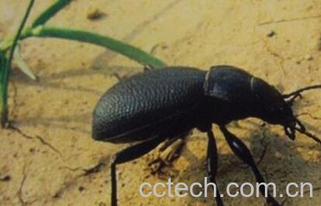 臭壳子虫泡酒的功效-0