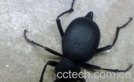 臭壳子虫泡酒的功效-1