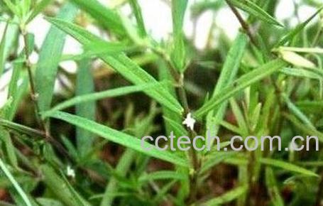 白花蛇舌草的功效与作用及禁忌-0