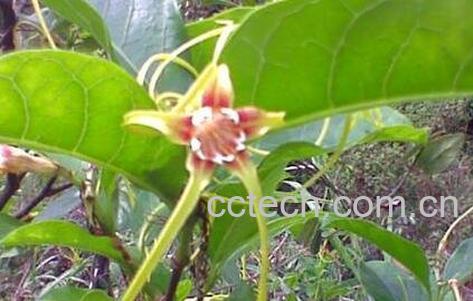 鸡爪花的功效与作用-0