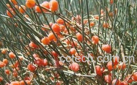 骆驼蓬子的功效和作用-0