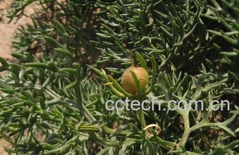 骆驼蓬子的功效和作用-1