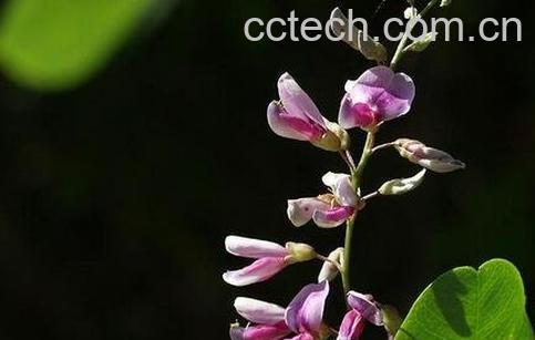 马棘花的药用价值-1