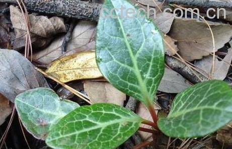 鹿含草的功效与作用及用法-0