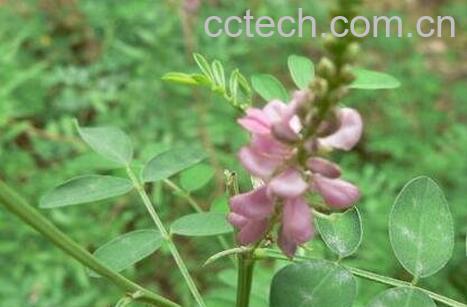 马棘花的药用价值-0