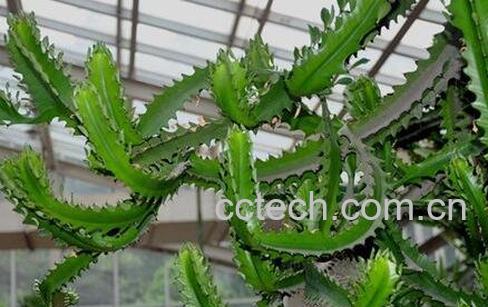 火殃{的作用与功效-0