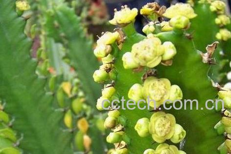 火殃{的作用与功效-1