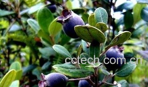 金桃娘的营养价值-0