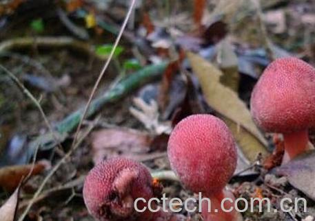 葛菌的功效与作用-0