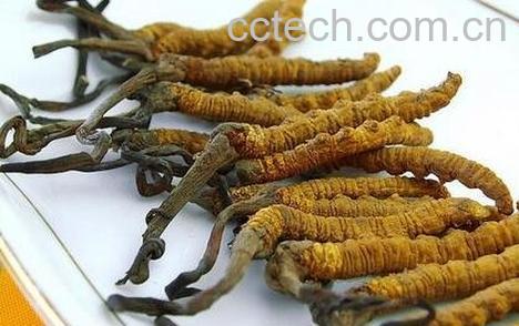 虫草的功效与作用 虫草的药用价值-0