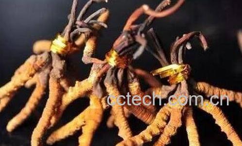 虫草的功效与作用 虫草的药用价值-1