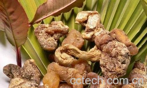 黄精的功效与作用 黄精的药用价值-1