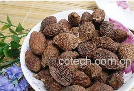 胖大海的功效与作用 胖大海的药用价值-0