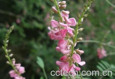 马棘的养植方法-0