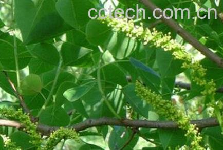 腊树叶的功效与作用-0