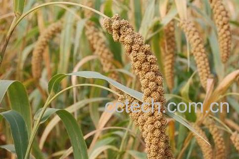 粟寄生的作用与功效-0