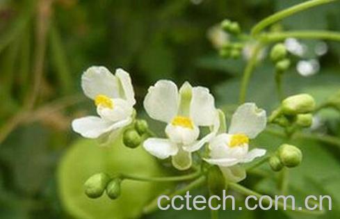 倒地铃的功效和作用 倒地铃的副作用-0