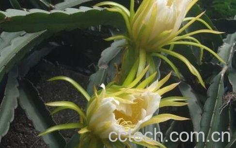 龙角树的药用价值和功效作用-0