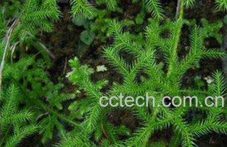 伸筋草的功效与作用及禁忌-0