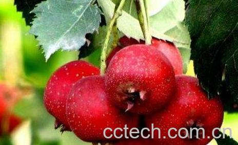 炒山里果的药用价值-0