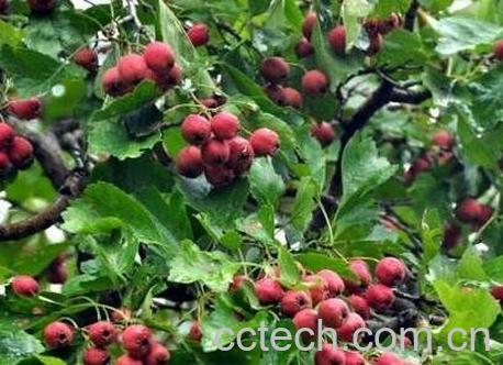 炒山里果的药用价值-1