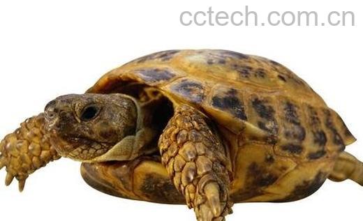 鳖头的功效与作用及禁忌-0