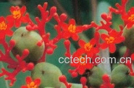 佛杜树的药用价值-0