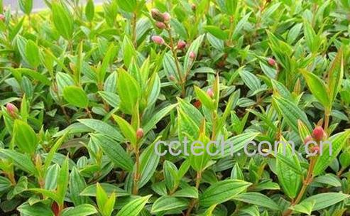 金石榴草的功效与作用-0