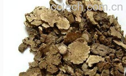 川芎的功效与作用 川芎的药用价值-0