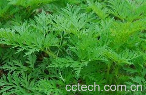 川芎的功效与作用 川芎的药用价值-1