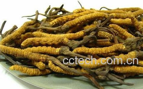 冬虫夏草的功效与作用 冬虫夏草的食用方法-0