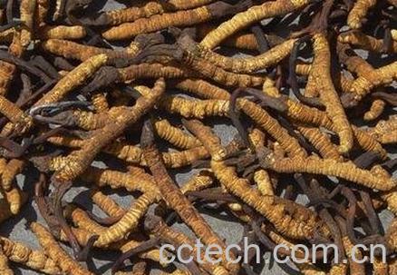 冬虫夏草的功效与作用 冬虫夏草的食用方法-1